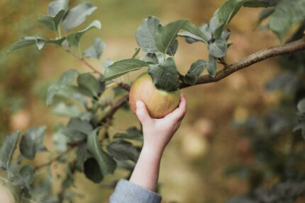 Eine Hand pflückt einen Apfel vom Baum.